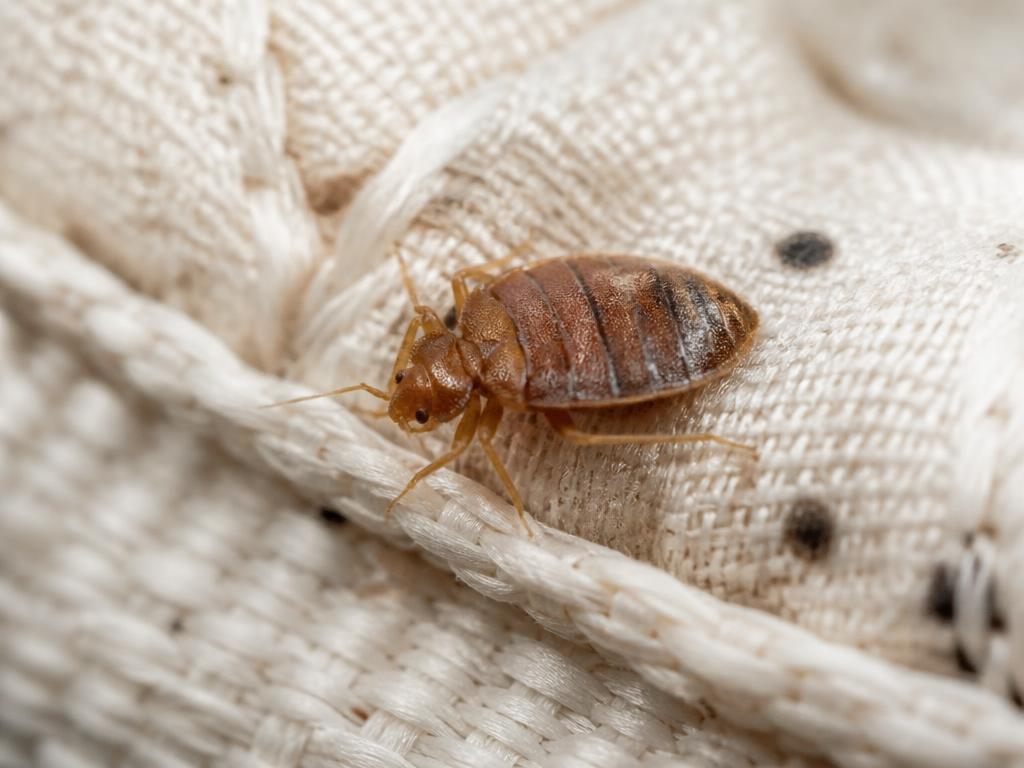 Bedwants op de naad van een matras