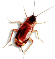 Kakkerlakkenplaag 
