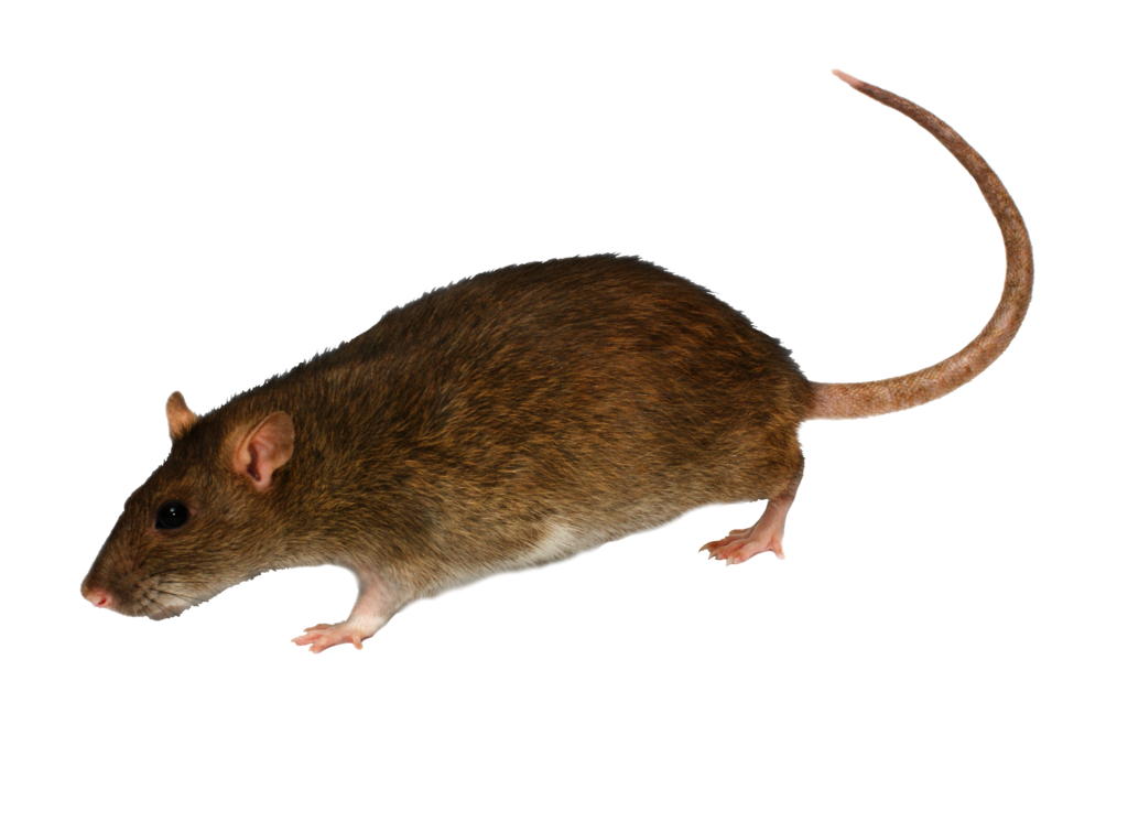 Rat